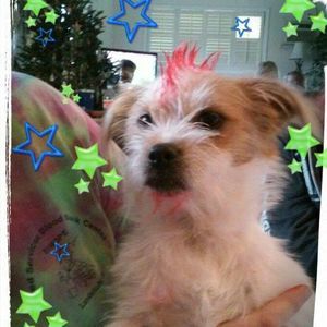 Meet your Posher, Samantha